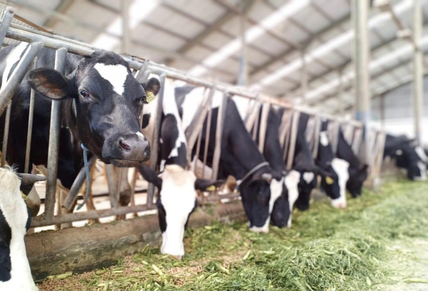 Kementan Berkomitmen Kembangkan Produksi Susu Segar Dalam Negeri