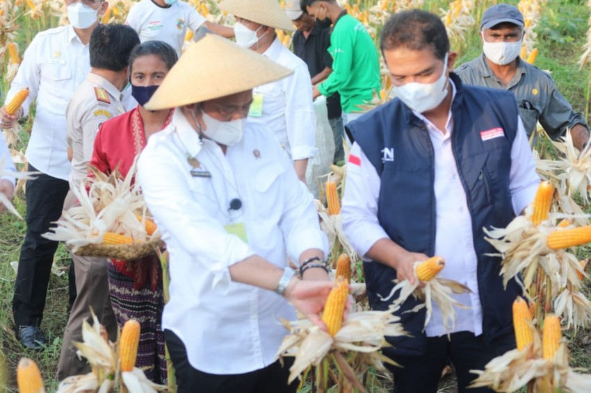 Datang Ke Kupang NTT, Mentan SYL Panen Raya Jagung