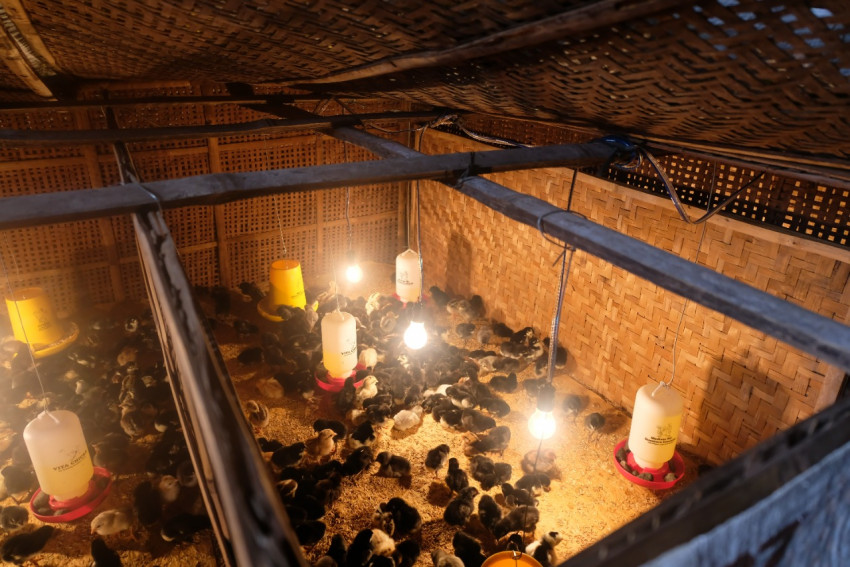 Sinergi Peternakan, Perkuat Food Estate di Wilayah Tawon