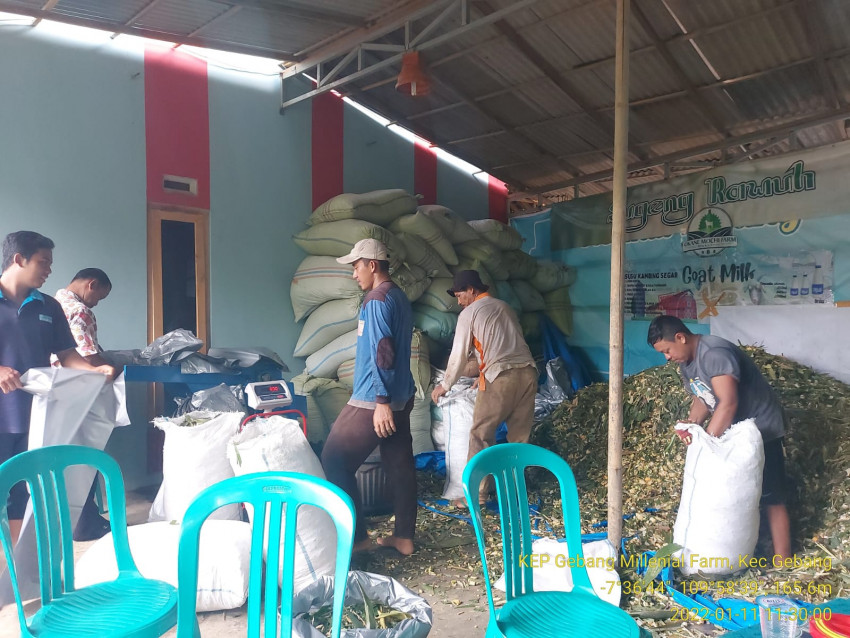 Kementan Dorong Penyuluh Dan Petani Produksi Silase Untuk Amankan Stok Pakan Ternak